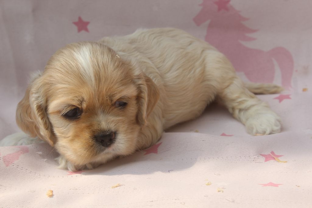 of caniland's dream - Chiots disponibles - American Cocker Spaniel