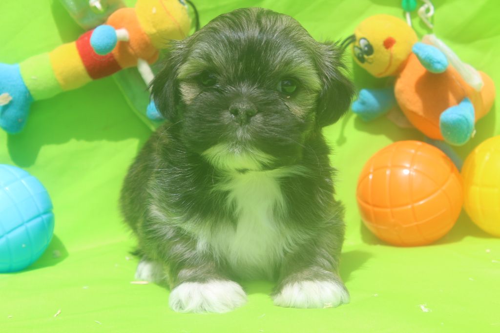of caniland's dream - Chiots disponibles - Lhassa Apso