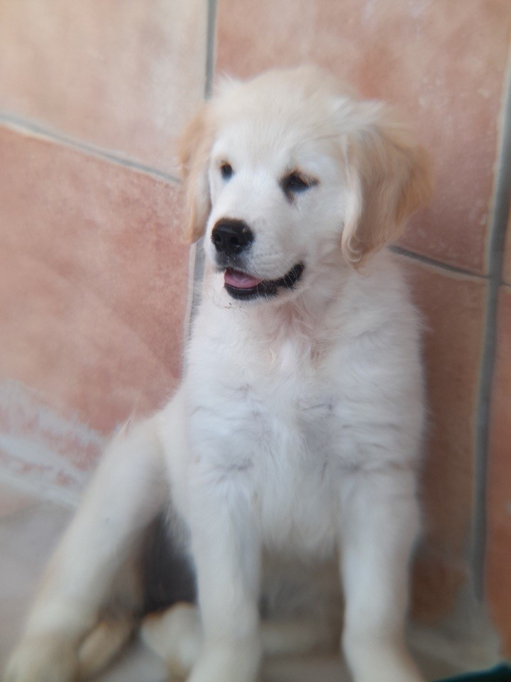 of caniland's dream - Chiots disponibles - Golden Retriever