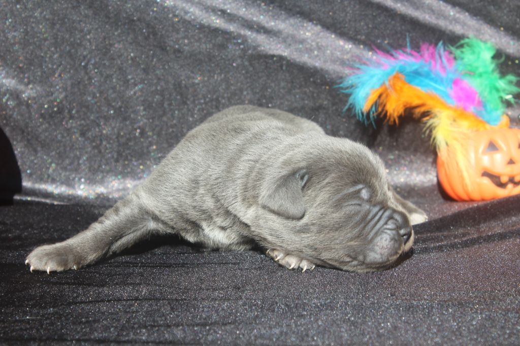 of caniland's dream - Chiots disponibles - Cane Corso