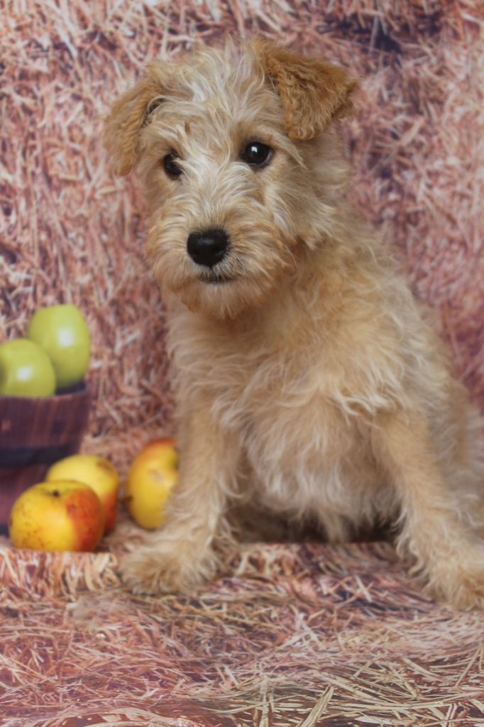 of caniland's dream - Chiots disponibles - Lakeland Terrier