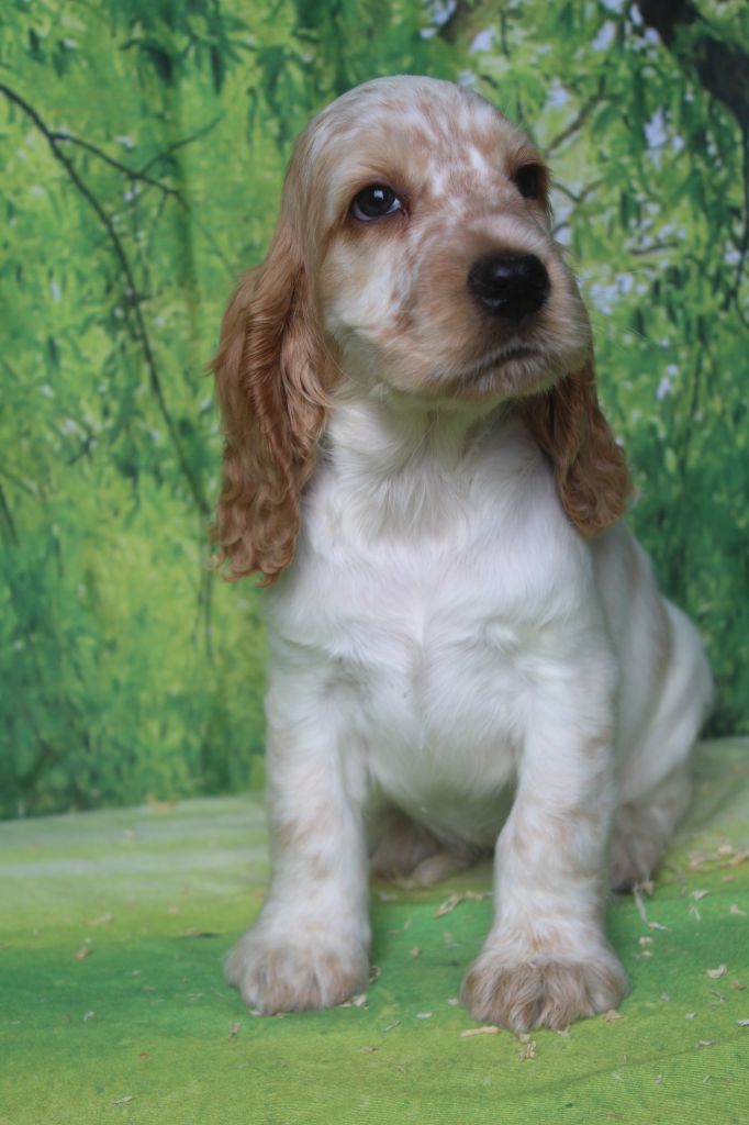 of caniland's dream - Chiots disponibles - Cocker Spaniel Anglais