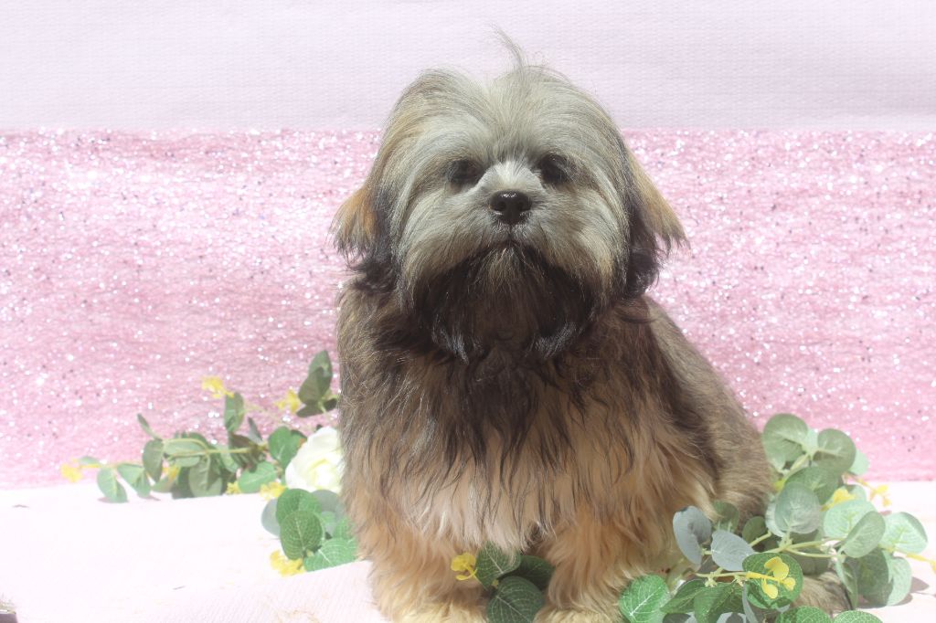 of caniland's dream - Chiots disponibles - Lhassa Apso
