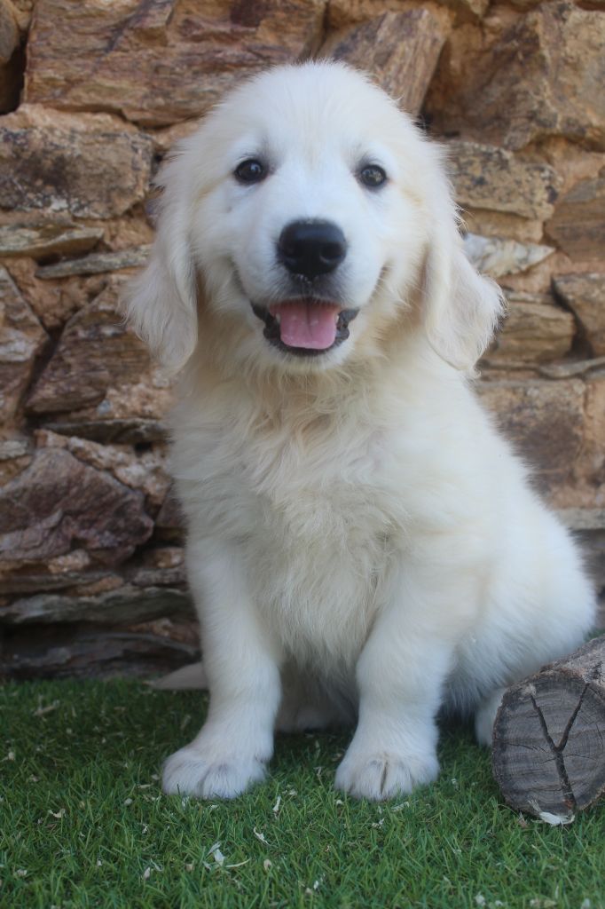 of caniland's dream - Chiots disponibles - Golden Retriever