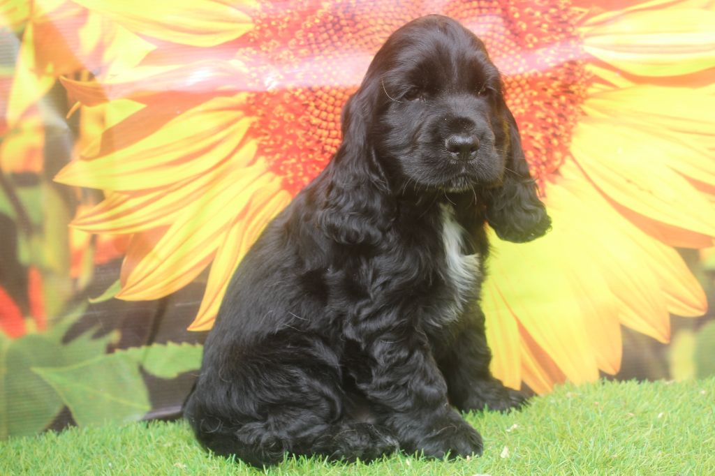 of caniland's dream - Chiots disponibles - Cocker Spaniel Anglais