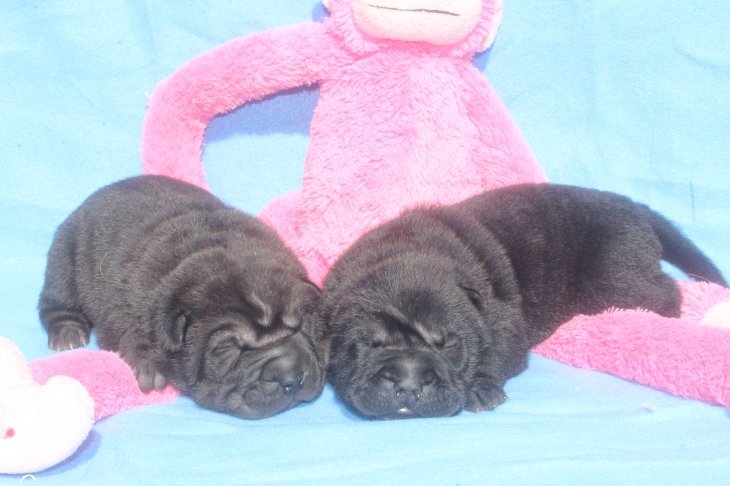 Chiot Shar Pei of caniland's dream