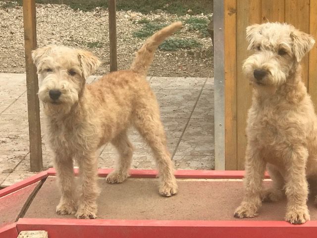 Chiot Lakeland Terrier of caniland's dream