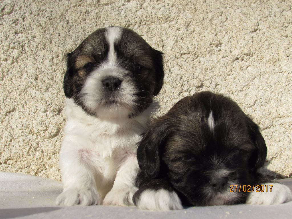 Chiot Lhassa Apso of caniland's dream