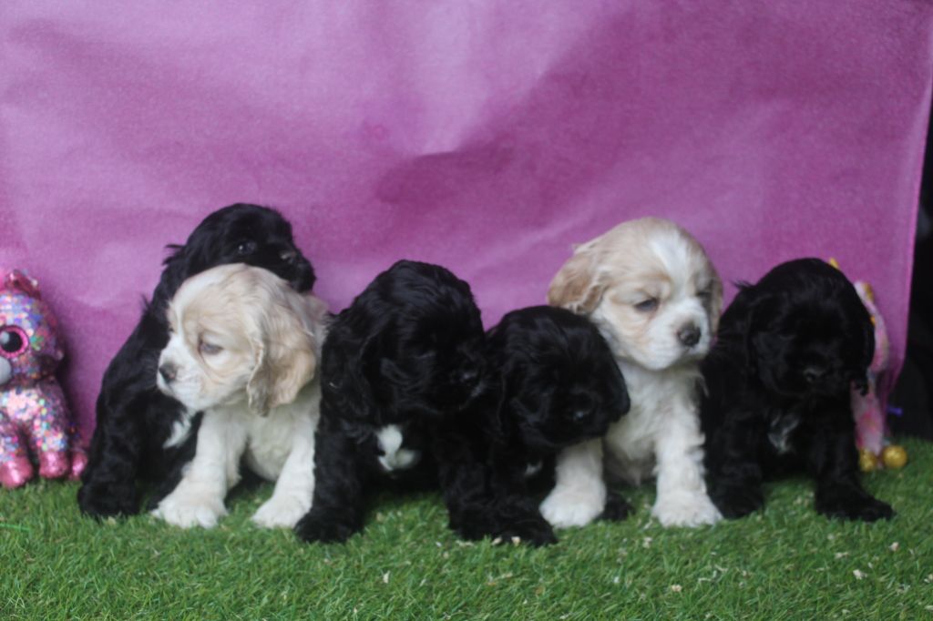 Chiot American Cocker Spaniel of caniland's dream