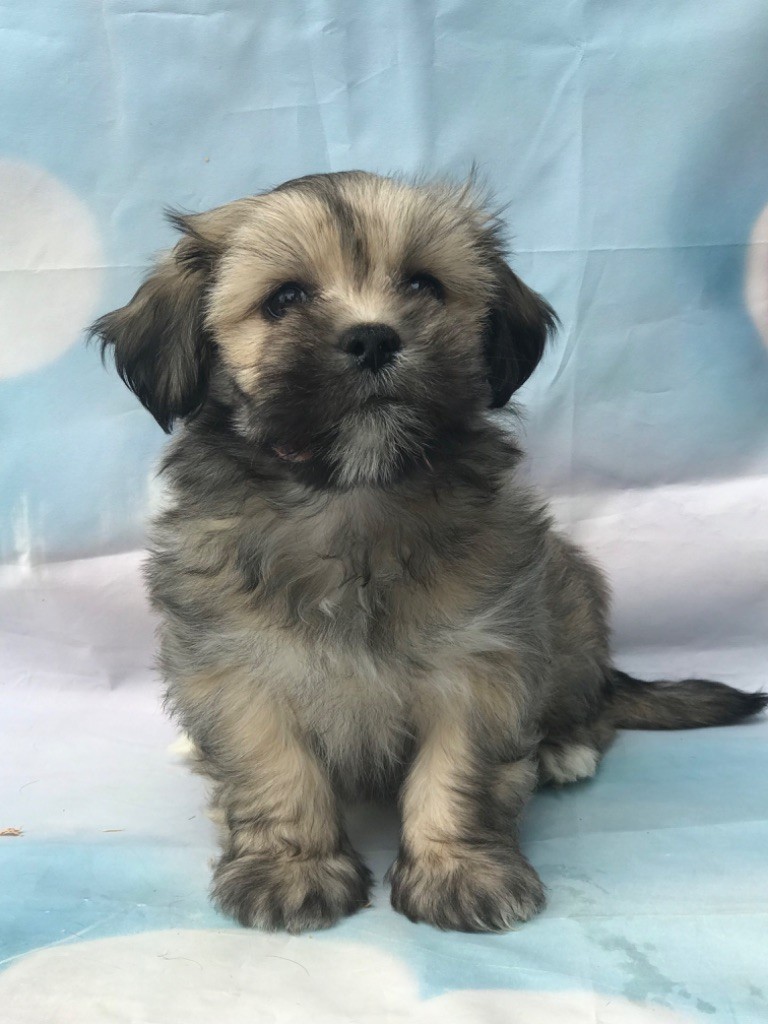of caniland's dream - Chiots disponibles - Lhassa Apso