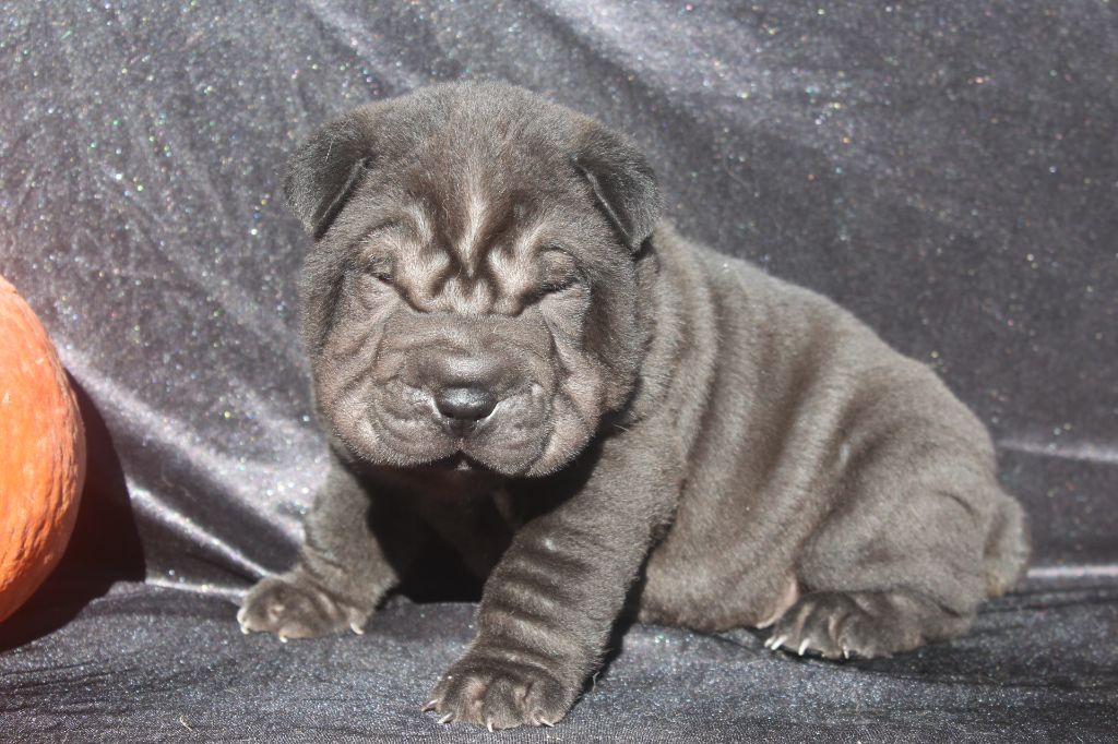 of caniland's dream - Chiots disponibles - Shar Pei