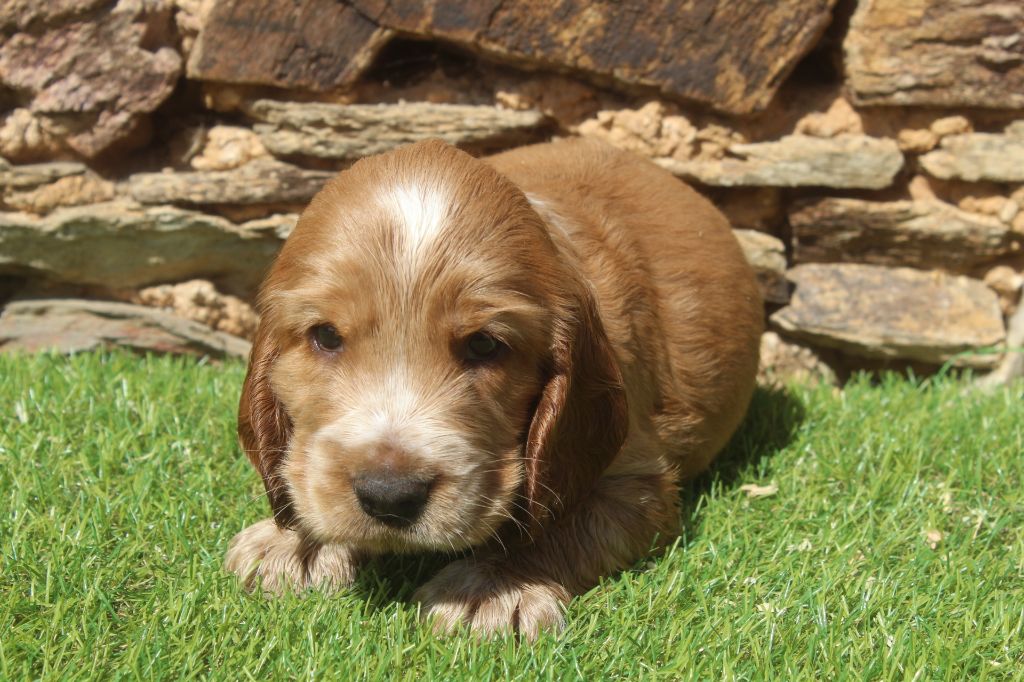 of caniland's dream - Chiots disponibles - Cocker Spaniel Anglais