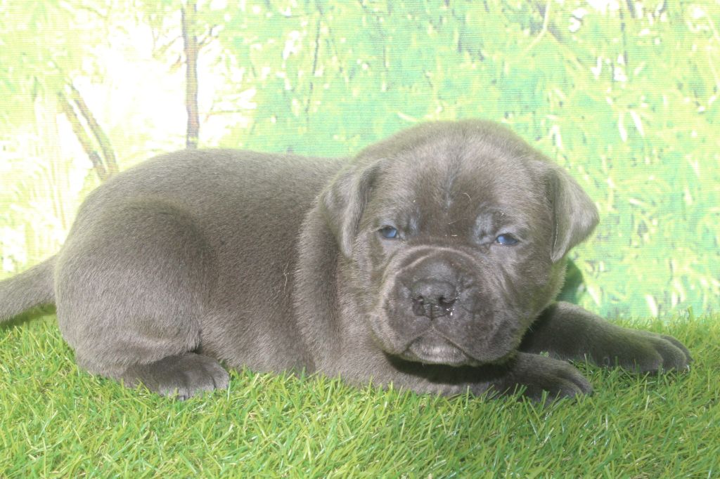 of caniland's dream - Chiots disponibles - Cane Corso