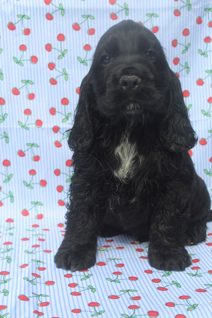 of caniland's dream - Chiots disponibles - Cocker Spaniel Anglais