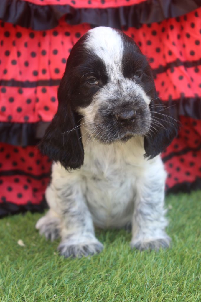 of caniland's dream - Chiots disponibles - Cocker Spaniel Anglais