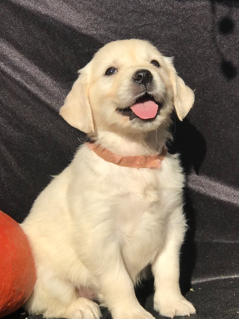 of caniland's dream - Chiots disponibles - Golden Retriever