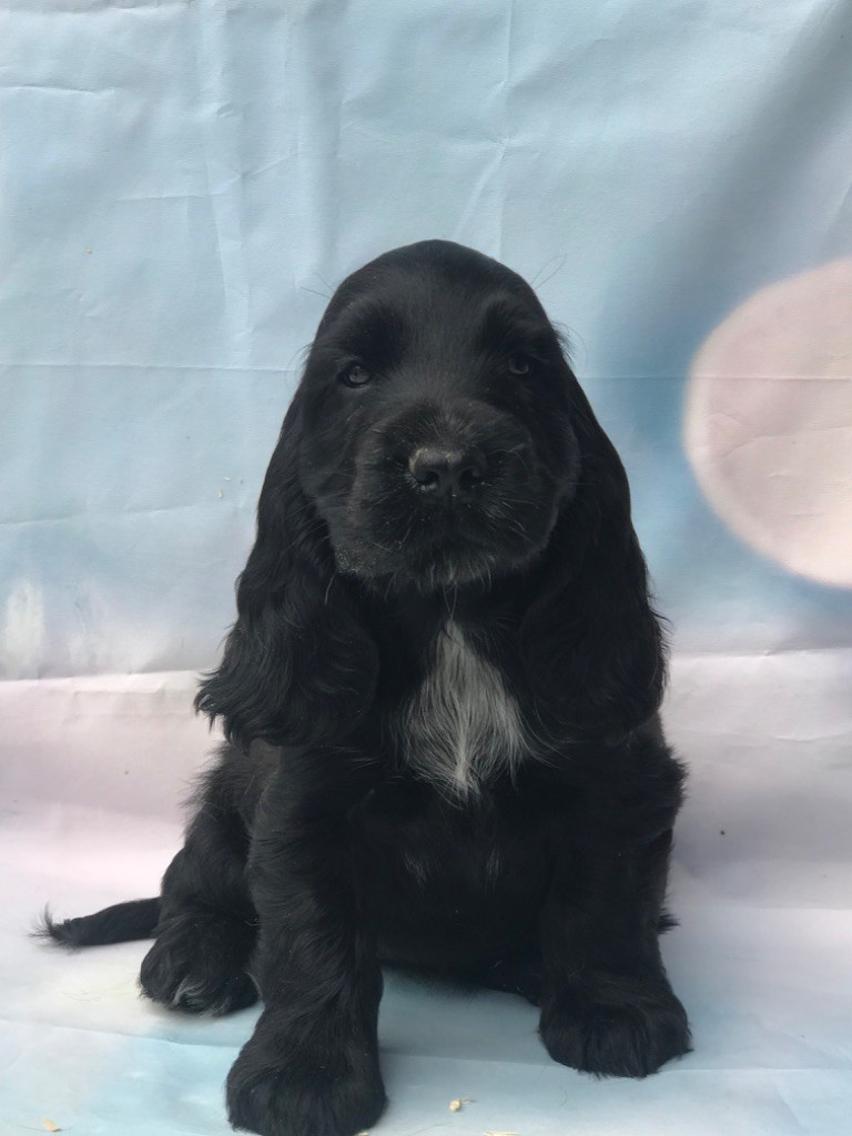of caniland's dream - Chiots disponibles - Cocker Spaniel Anglais
