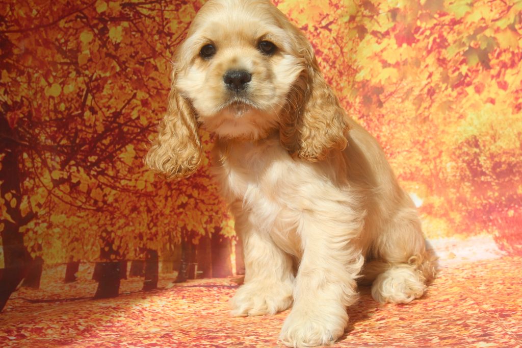 of caniland's dream - Chiots disponibles - American Cocker Spaniel