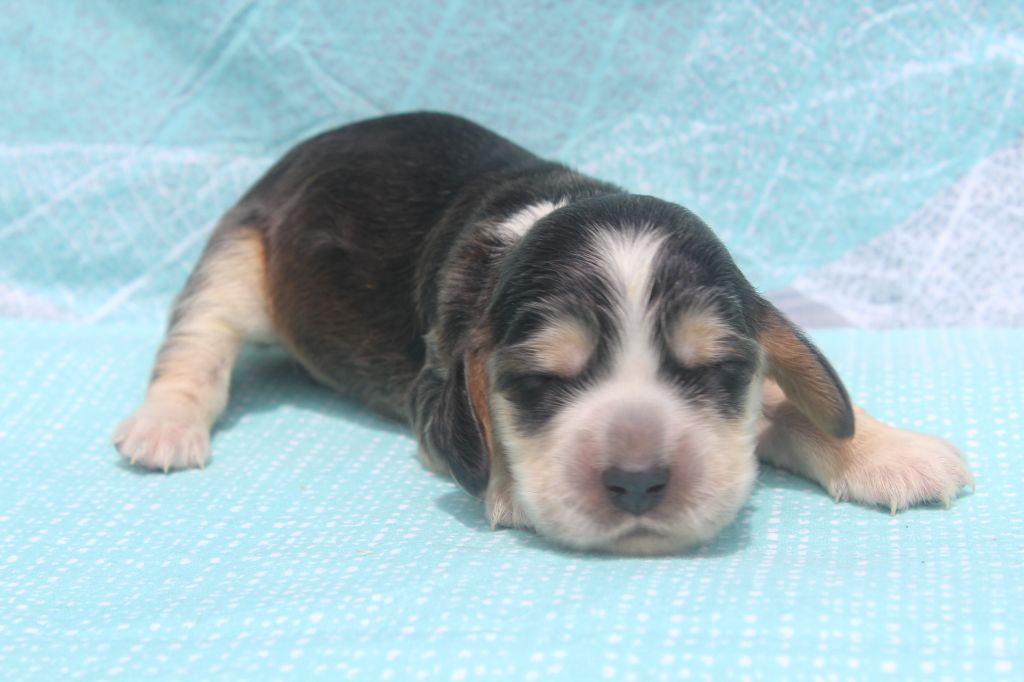 of caniland's dream - Chiots disponibles - Cocker Spaniel Anglais