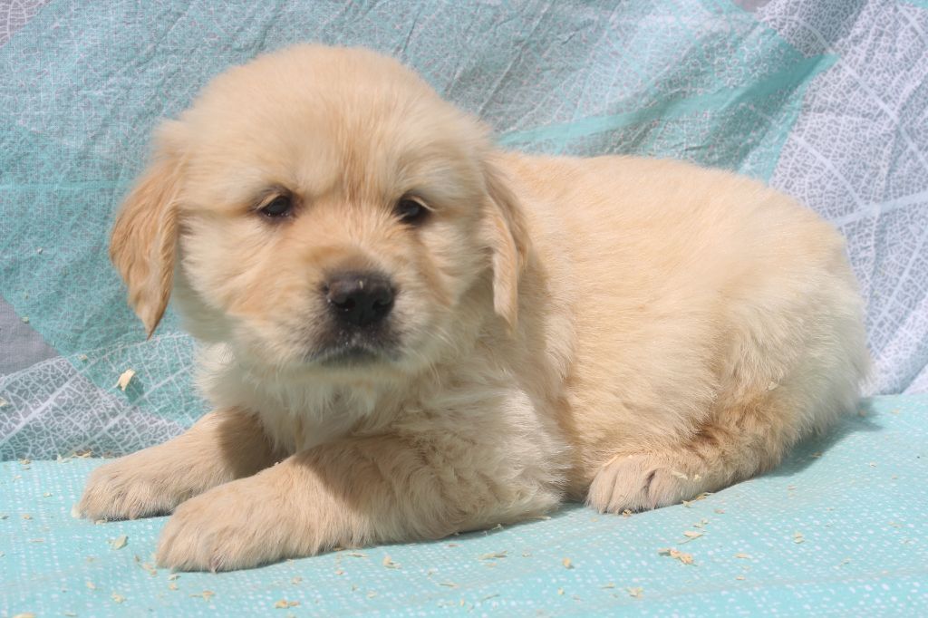 of caniland's dream - Chiots disponibles - Golden Retriever
