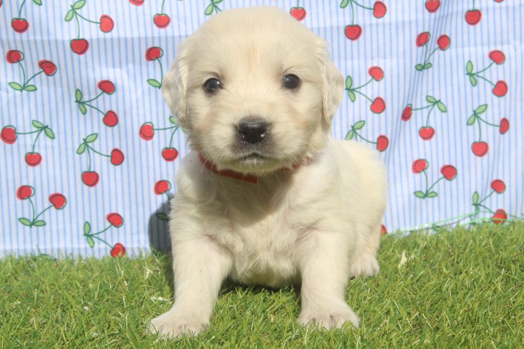 of caniland's dream - Chiots disponibles - Golden Retriever