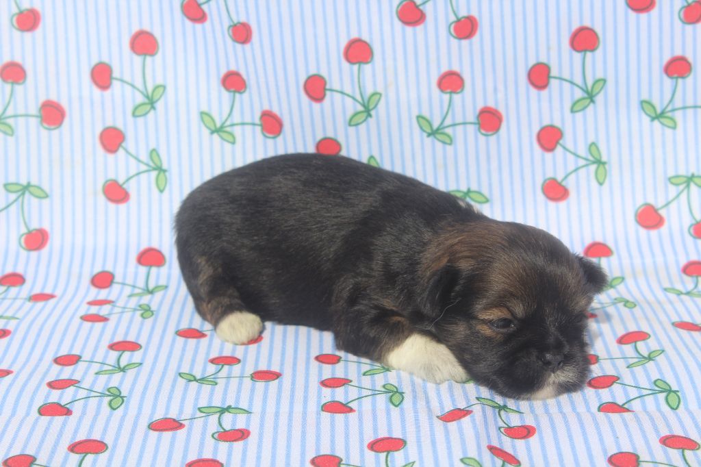 of caniland's dream - Chiots disponibles - Lhassa Apso