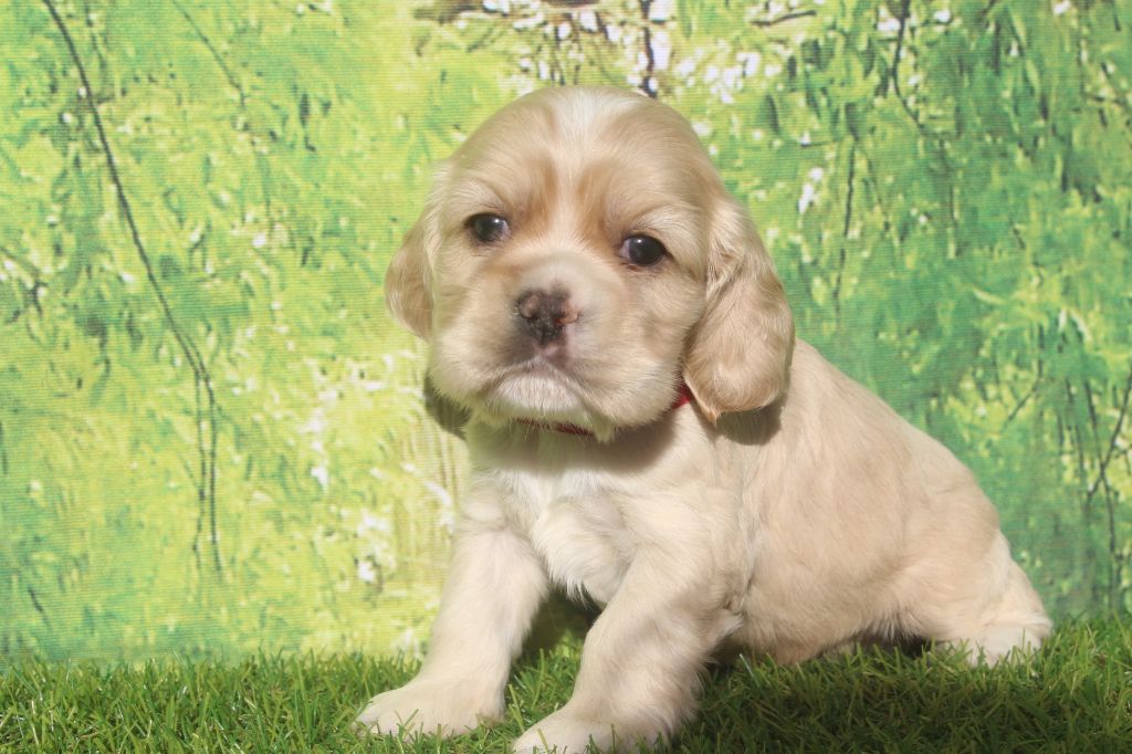 of caniland's dream - Chiots disponibles - American Cocker Spaniel