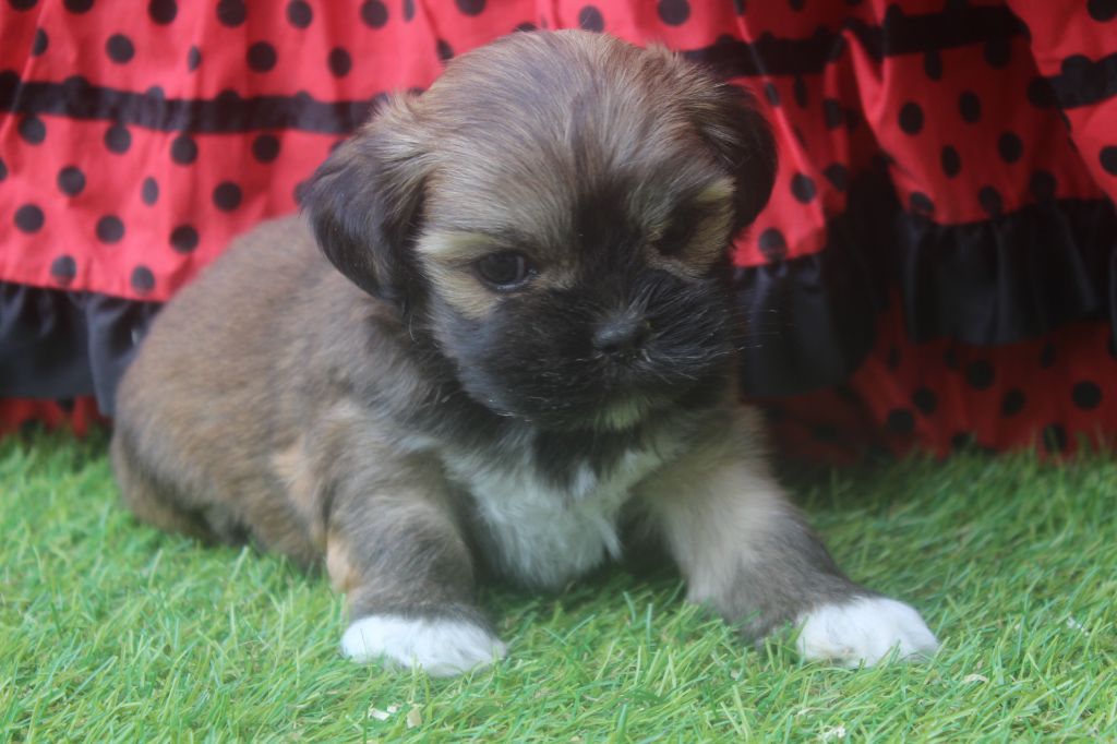 of caniland's dream - Chiots disponibles - Lhassa Apso