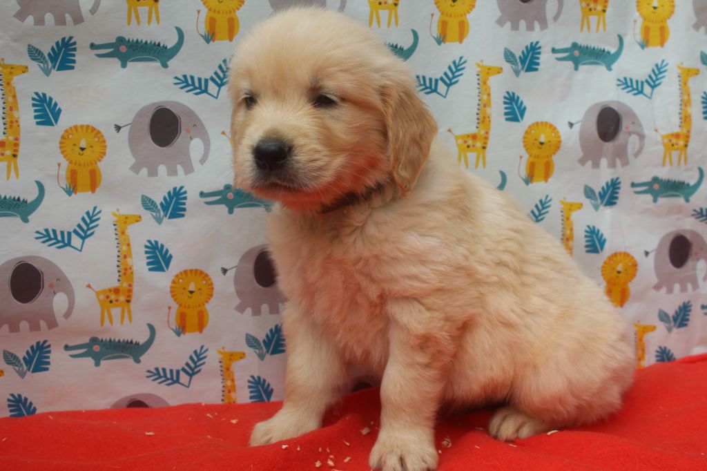 of caniland's dream - Chiots disponibles - Golden Retriever