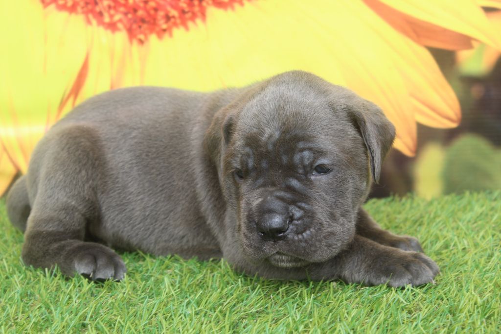 of caniland's dream - Chiots disponibles - Cane Corso