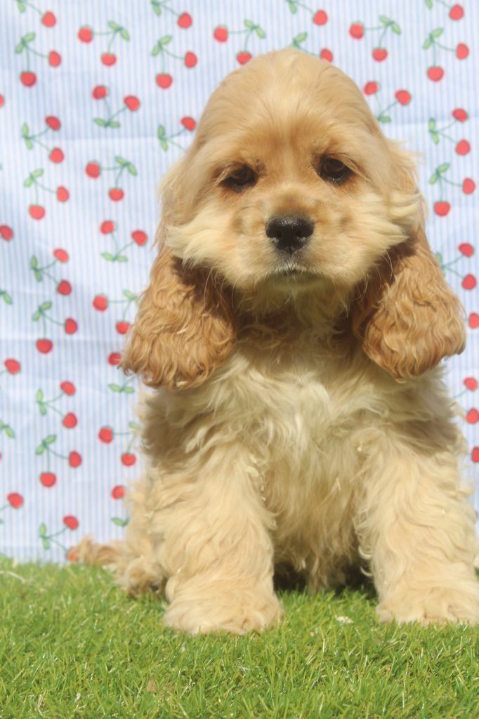 of caniland's dream - Chiots disponibles - American Cocker Spaniel