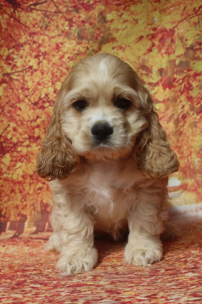 of caniland's dream - Chiots disponibles - American Cocker Spaniel