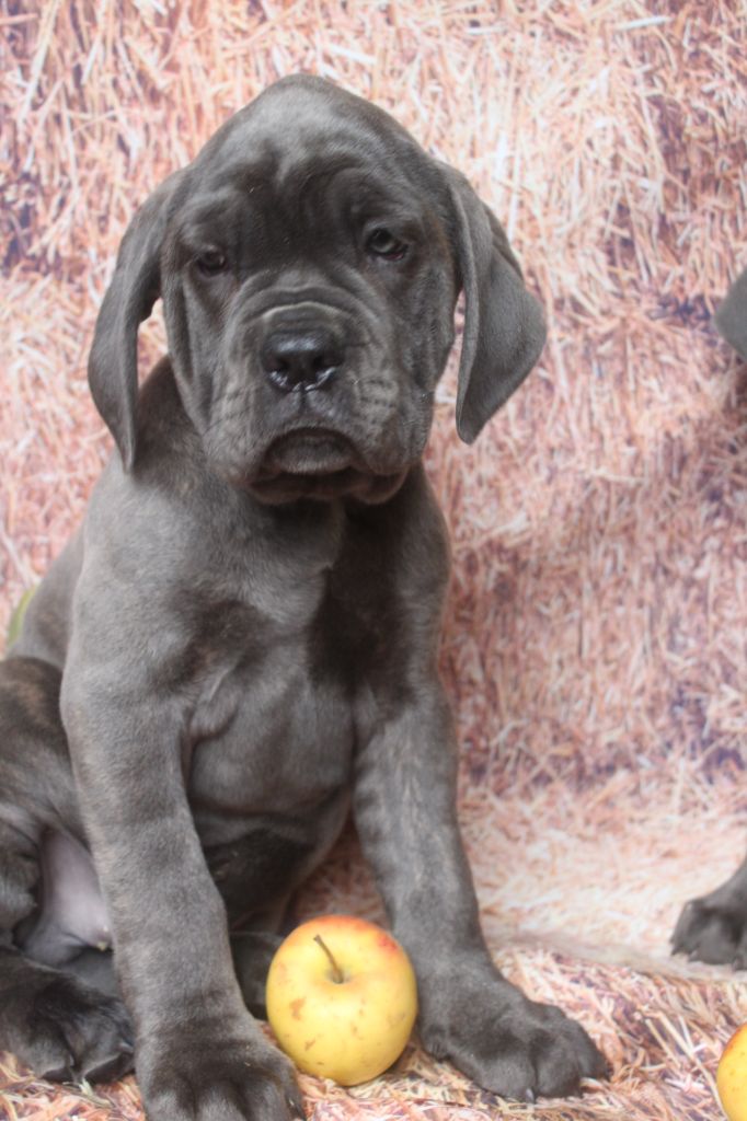 of caniland's dream - Chiots disponibles - Cane Corso