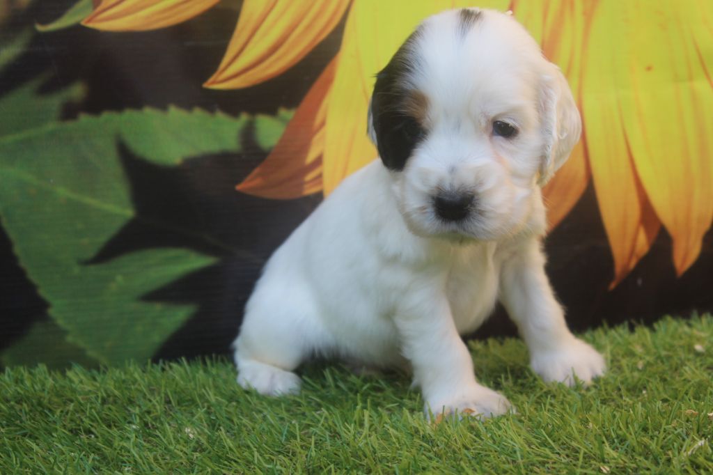 of caniland's dream - Chiots disponibles - Cocker Spaniel Anglais