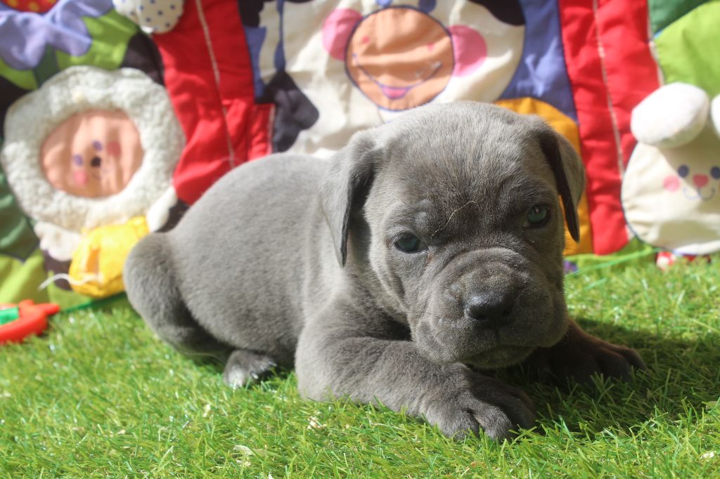 of caniland's dream - Chiots disponibles - Cane Corso