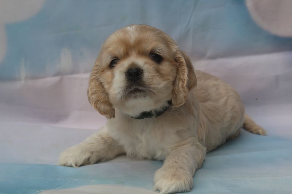 of caniland's dream - Chiots disponibles - American Cocker Spaniel