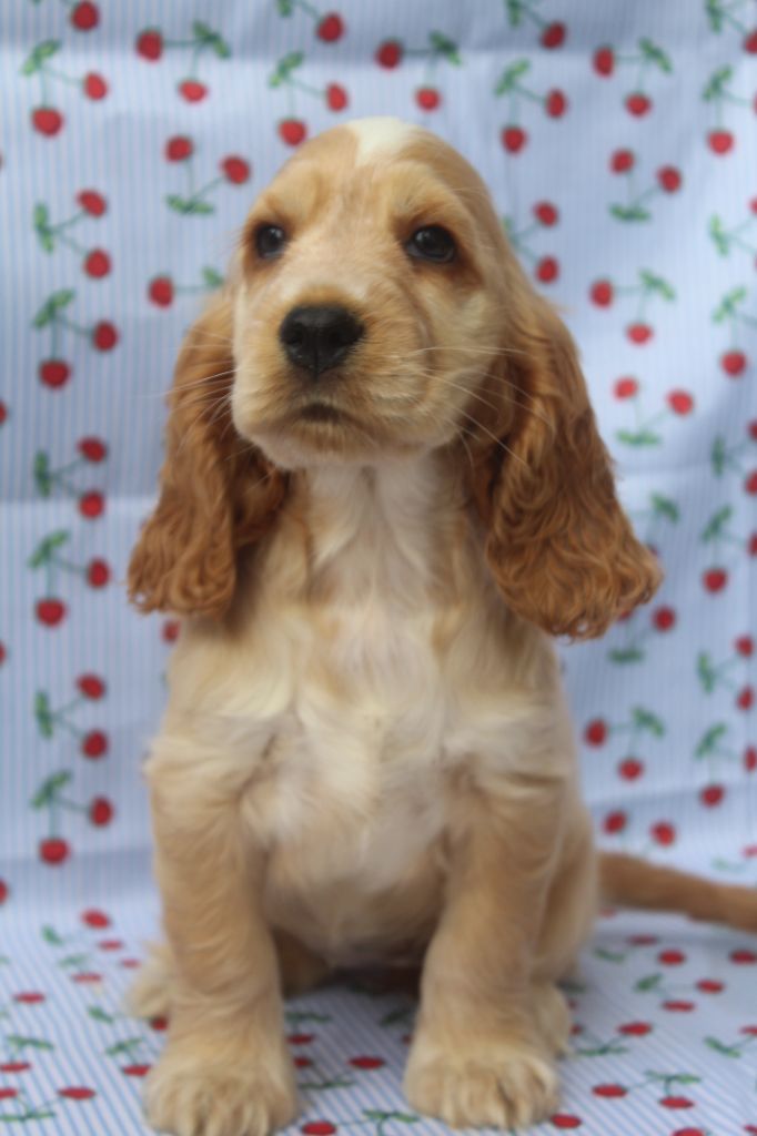 of caniland's dream - Chiots disponibles - Cocker Spaniel Anglais