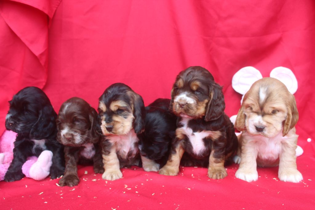 Chiot Cocker Spaniel Anglais of caniland's dream