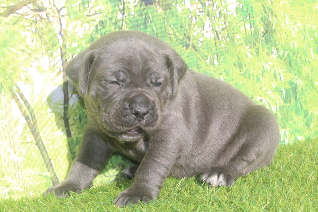 of caniland's dream - Chiots disponibles - Cane Corso