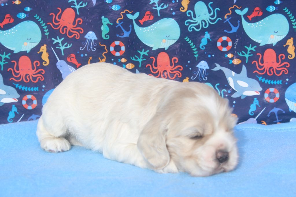 of caniland's dream - Chiots disponibles - American Cocker Spaniel