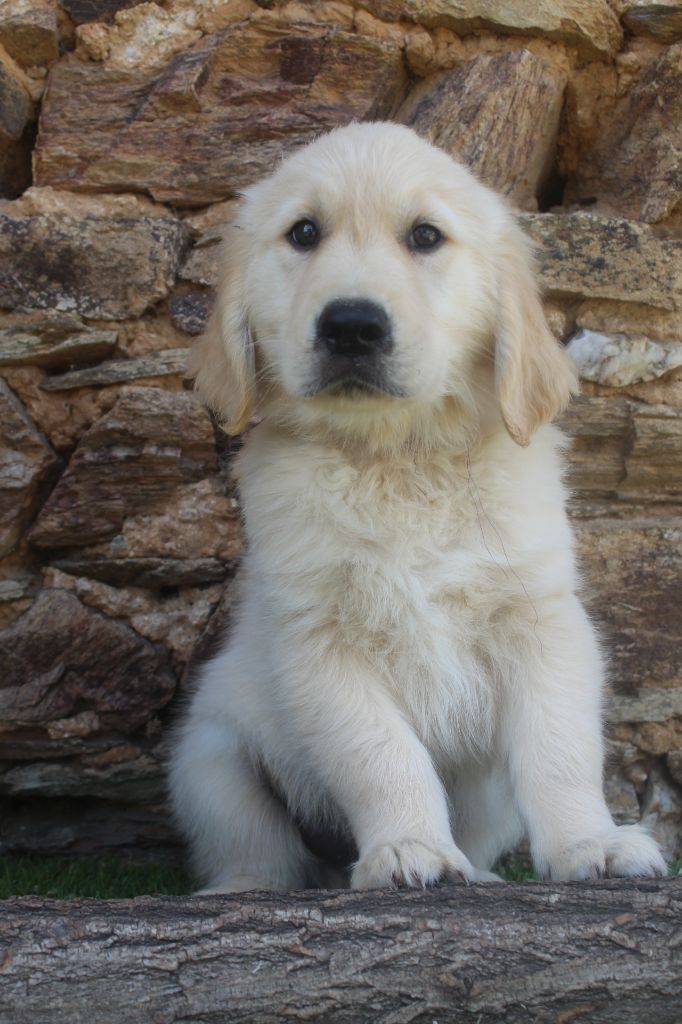 of caniland's dream - Chiots disponibles - Golden Retriever