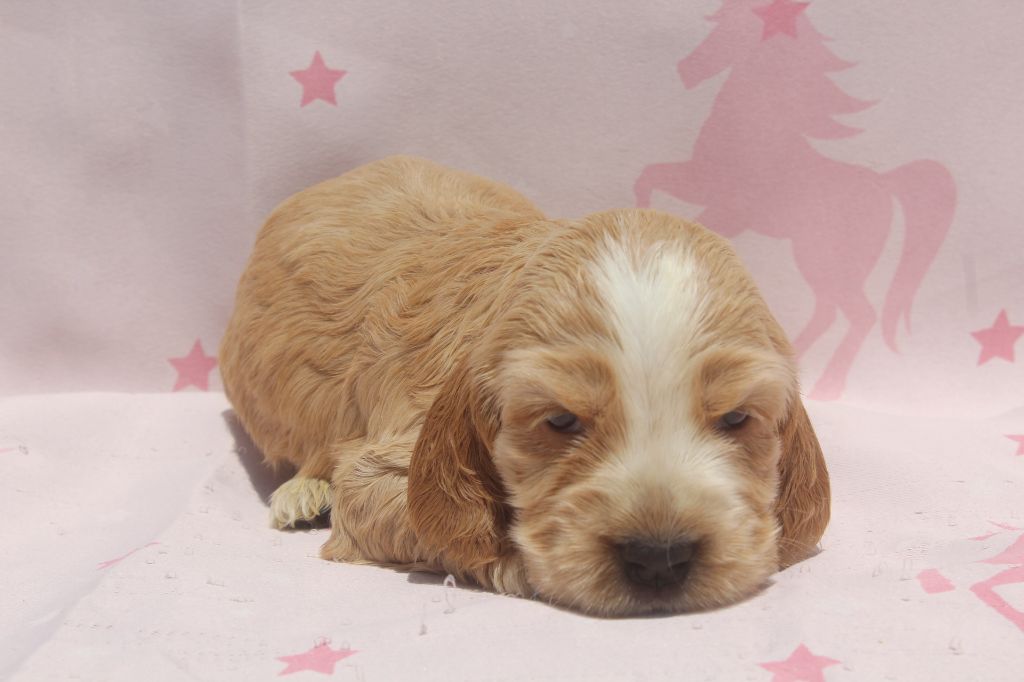 of caniland's dream - Chiots disponibles - Cocker Spaniel Anglais