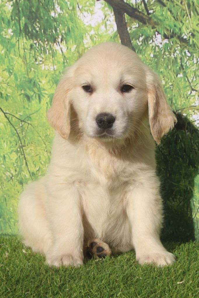of caniland's dream - Chiots disponibles - Golden Retriever