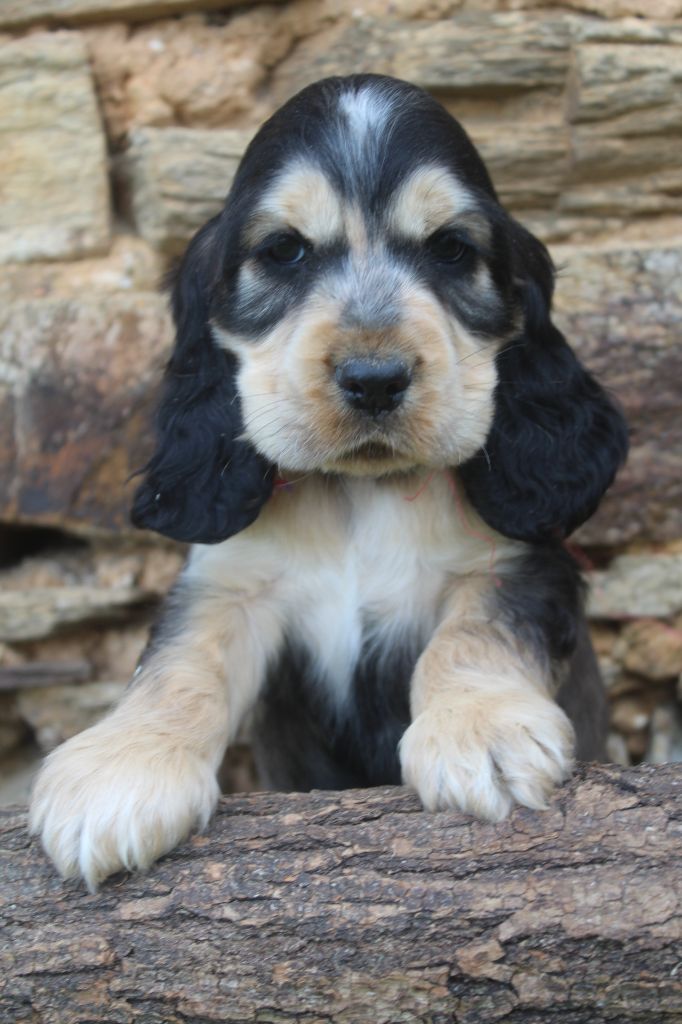 of caniland's dream - Chiots disponibles - Cocker Spaniel Anglais