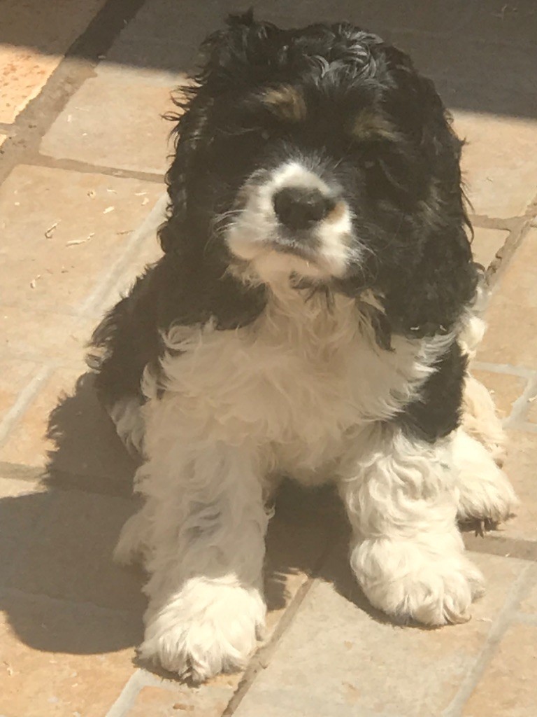 of caniland's dream - Chiots disponibles - American Cocker Spaniel