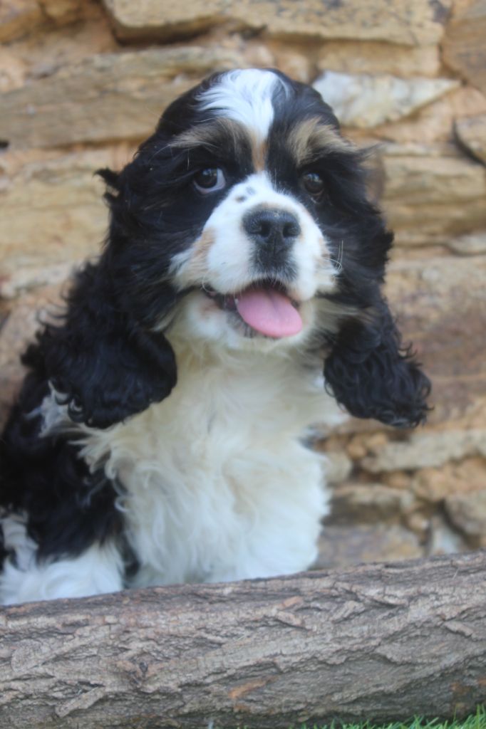 of caniland's dream - Chiots disponibles - American Cocker Spaniel