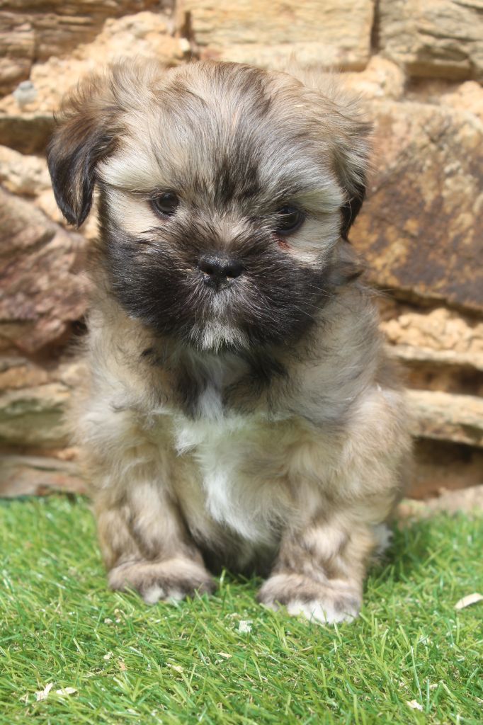 of caniland's dream - Chiots disponibles - Lhassa Apso