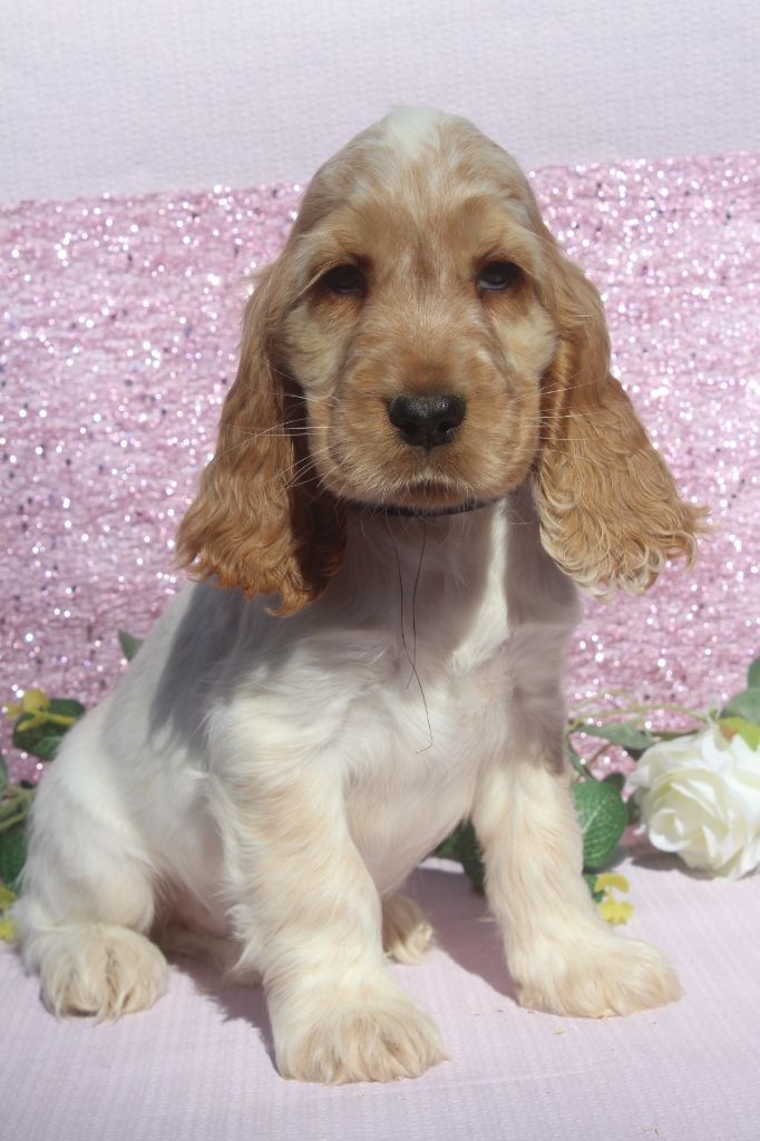 of caniland's dream - Chiots disponibles - Cocker Spaniel Anglais