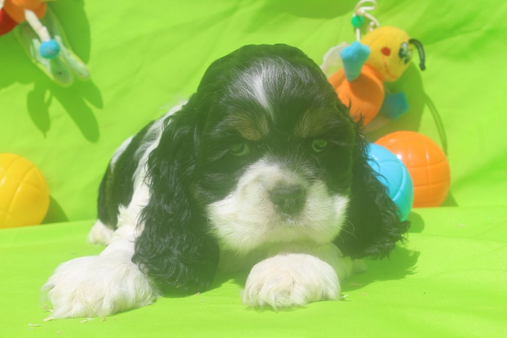 of caniland's dream - Chiots disponibles - American Cocker Spaniel