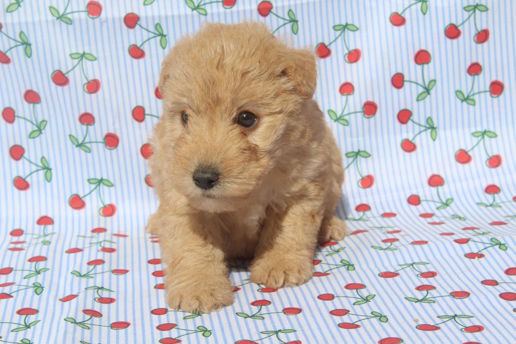 of caniland's dream - Chiots disponibles - Lakeland Terrier